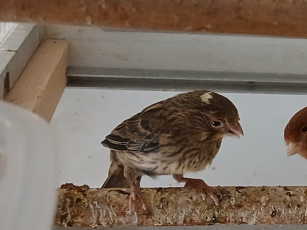 Jonge kanarie te koop, Animaux & Accessoires, Oiseaux | Canaris, Sexe inconnu