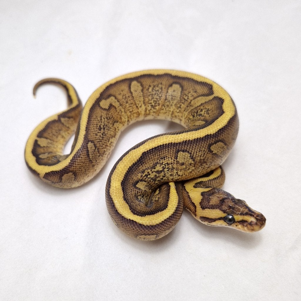 Super Redstripe het Clown koningspython vrouw, Dieren en Toebehoren, Reptielen en Amfibieën, Slang, 0 tot 2 jaar, Tam
