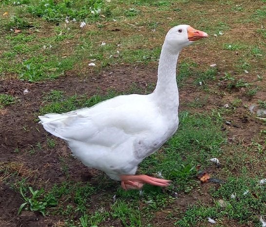 Gans, Dieren en Toebehoren, Vogels | Overige Vogels, Mannelijk, Tam