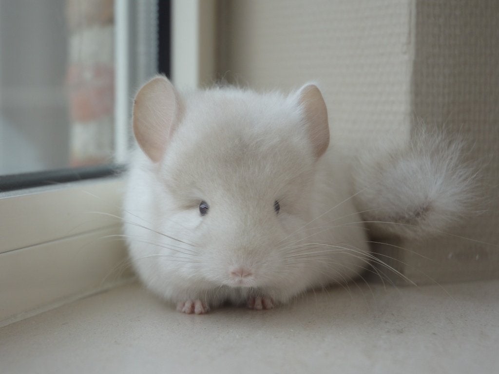 chinchilla beige violet ANGORA bokje + standaard bokje, Dieren en Toebehoren, Chinchilla, Mannelijk, Mei, Tam