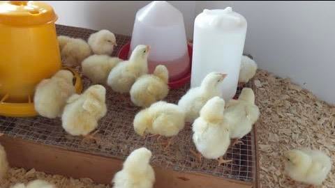 Kippen kuikens 🐥🐥🐥, Dieren en Toebehoren