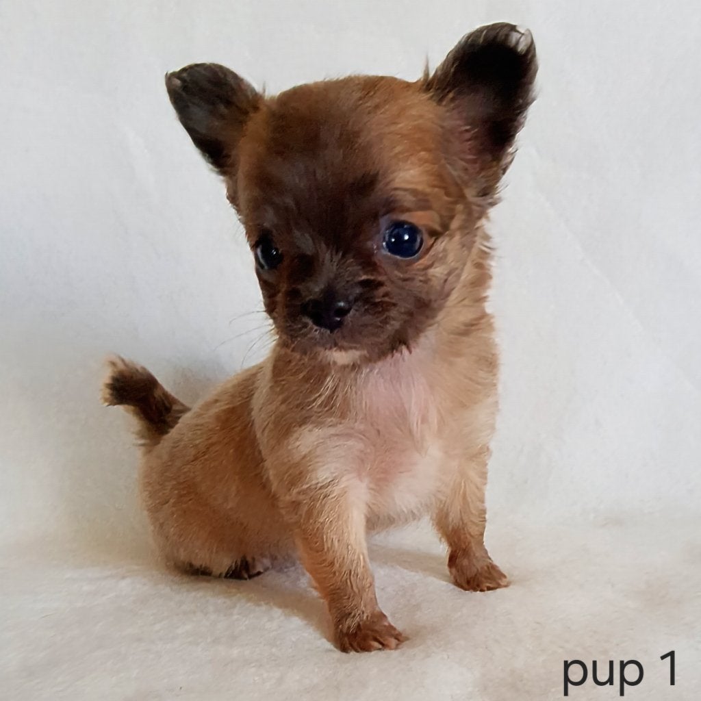 Chihuahua pup, Parvo, België, Particulier, Reu