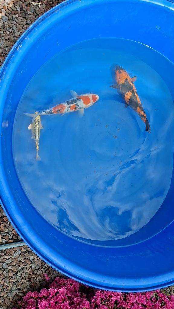 4 Japanse koi s, Dieren en Toebehoren, Vissen | Vijvervissen, Karper of Koi