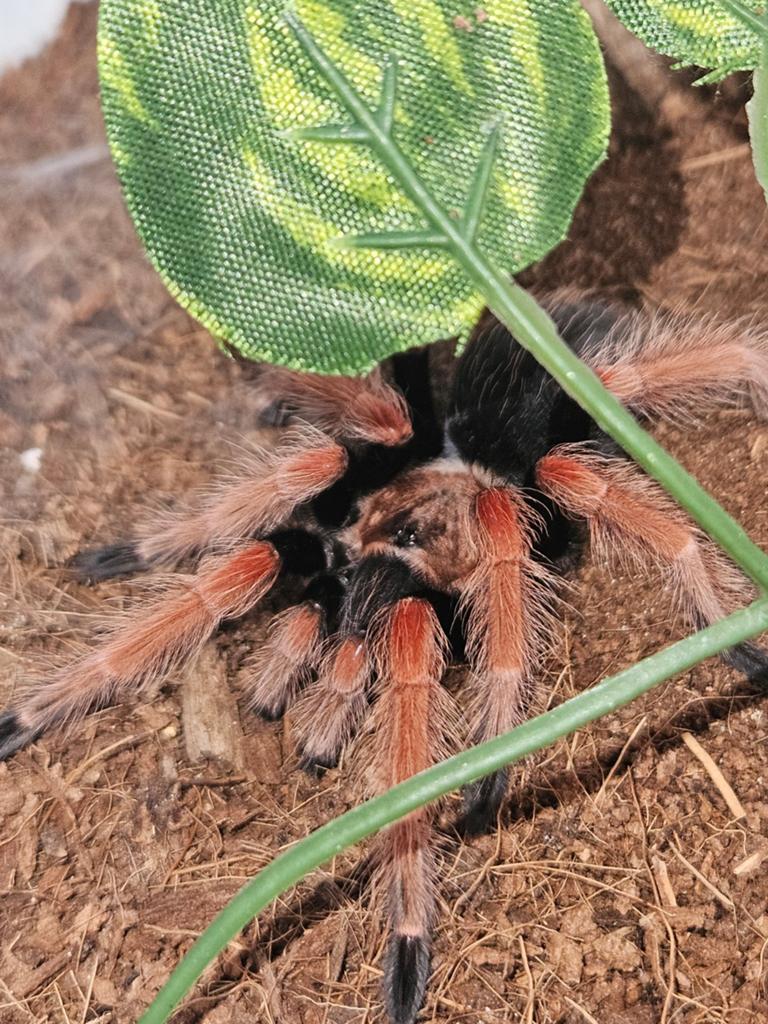 Mannetje Brachypelma boehmei 3,5 cm lichamlengte, Dieren en Toebehoren, Insecten en Spinnen