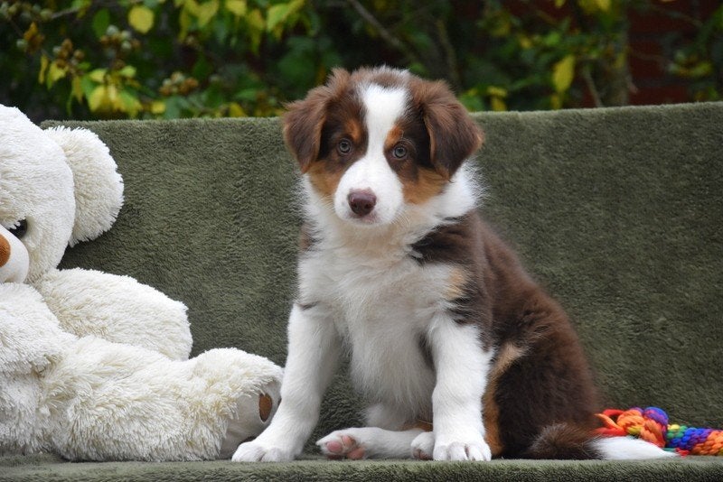 Prachtige Border Collie pup, Dieren en Toebehoren, België, CDV (hondenziekte), 8 tot 15 weken, Collie