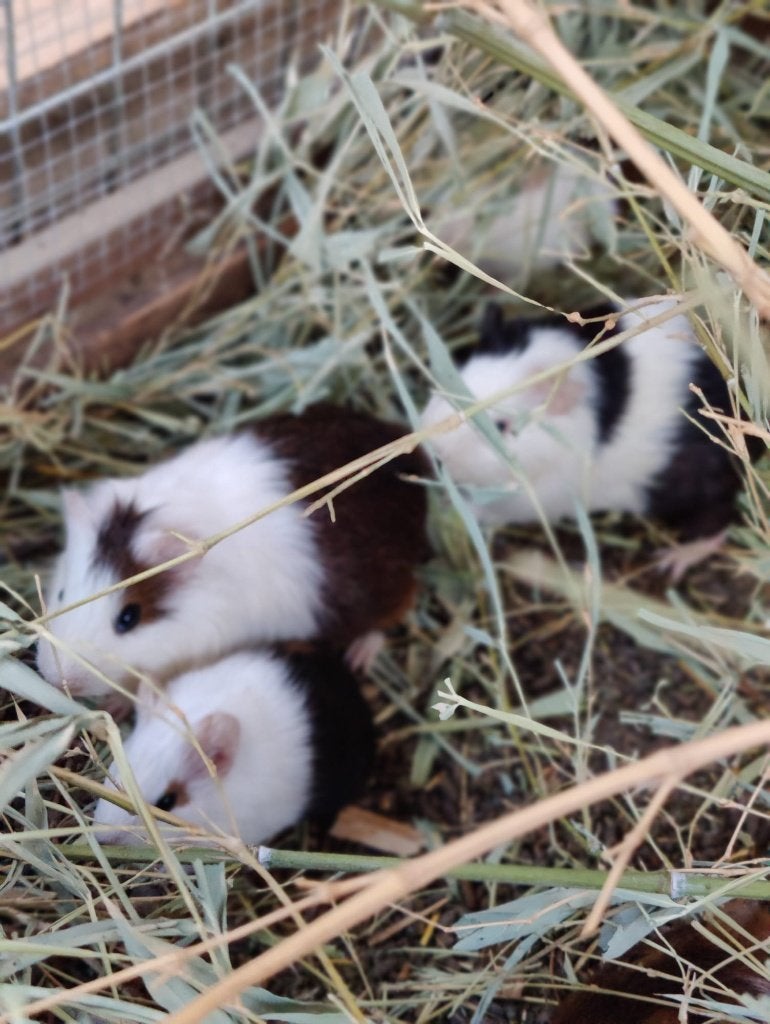 JONGE CAVIA MANNETJES EN VROUWTJES, Dieren en Toebehoren, Knaagdieren, April, Cavia