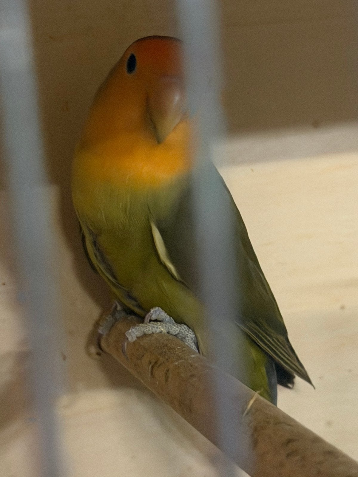 Wildkleur dwergpapegaai/agroporis te koop, Dieren en Toebehoren, Dwergpapegaai of Agapornis