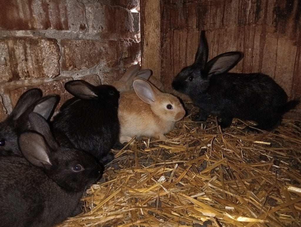 Vlees konijnen jongen, Dieren en Toebehoren, Konijnen, Meerdere dieren, Groot, 0 tot 2 jaar