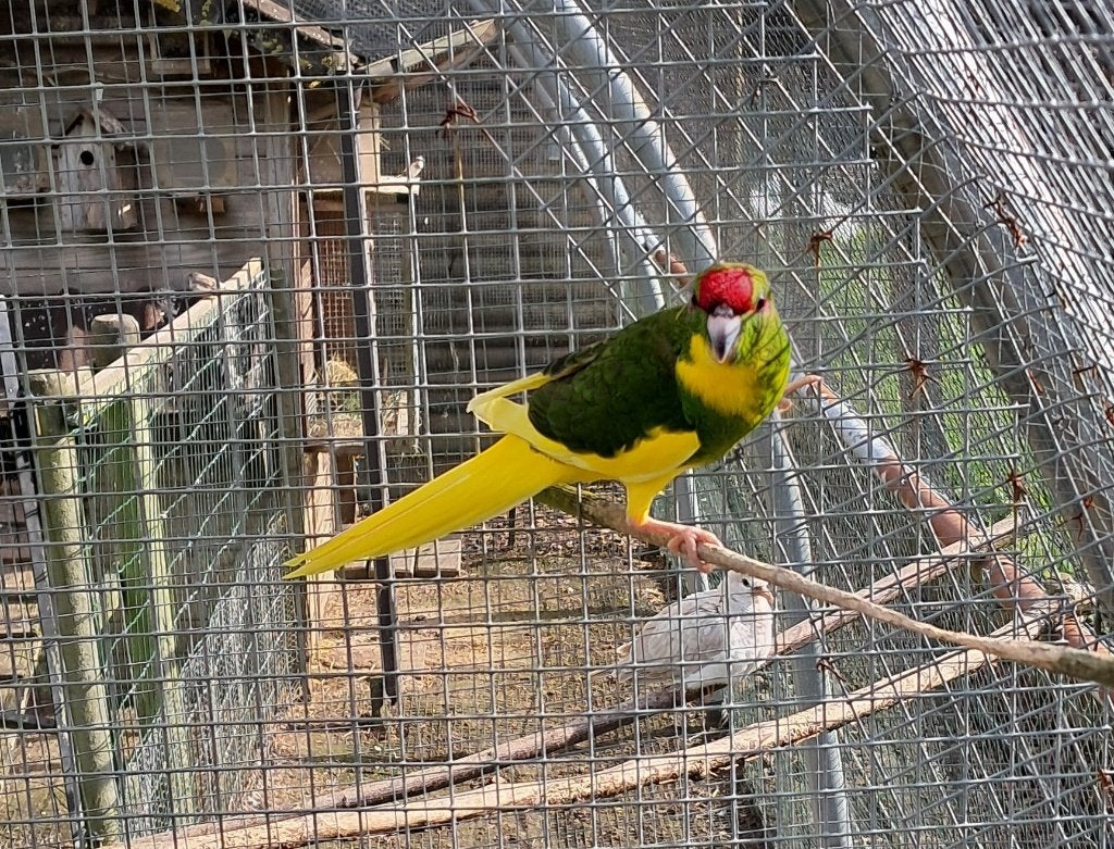 5 jonge kakariki's, Meerdere dieren, Papegaai
