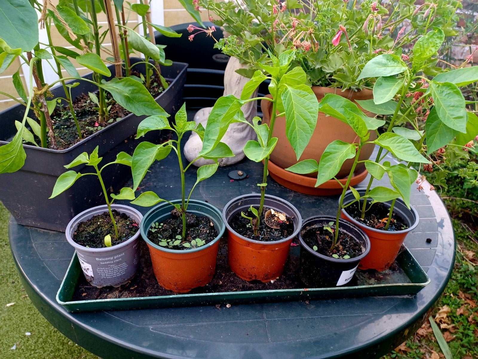 zoete puntpaprika bio, Tuin en Terras, Ophalen