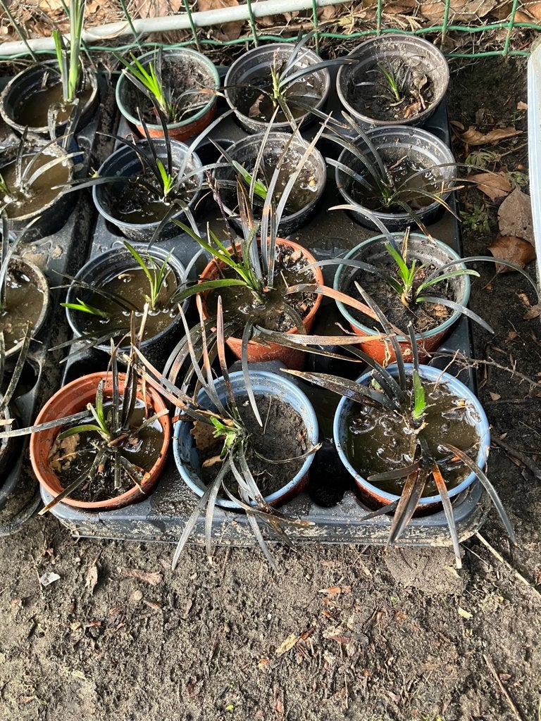 slangenaard/jonge plantjes, Jardin & Terrasse, Plantes | Jardin, Enlèvement, Été, Plante fixe, Couvre-sol