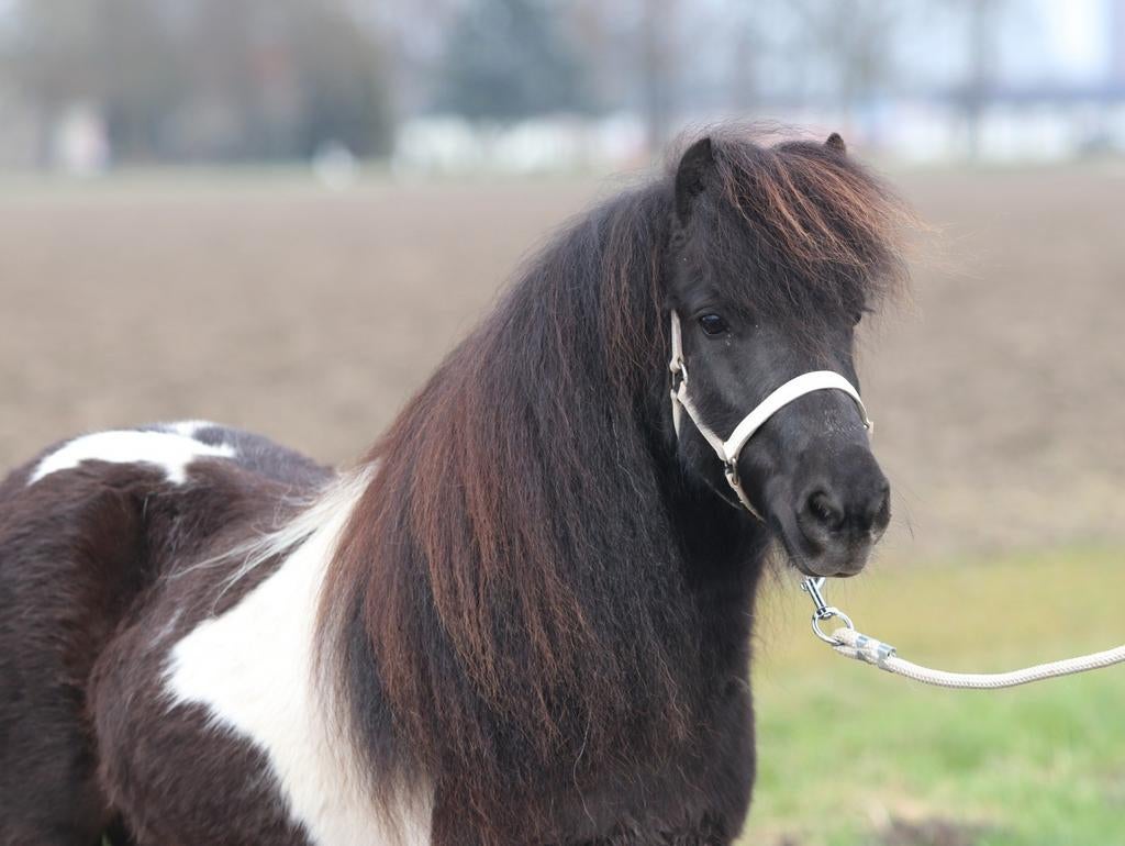 Prachtige shetlander stamboek merries, Dieren en Toebehoren, Pony's