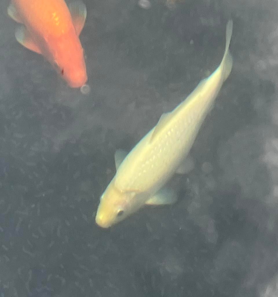 Witte koi te koop (ongeveer 25cm), Dieren en Toebehoren, Vissen | Vijvervissen, Karper of Koi