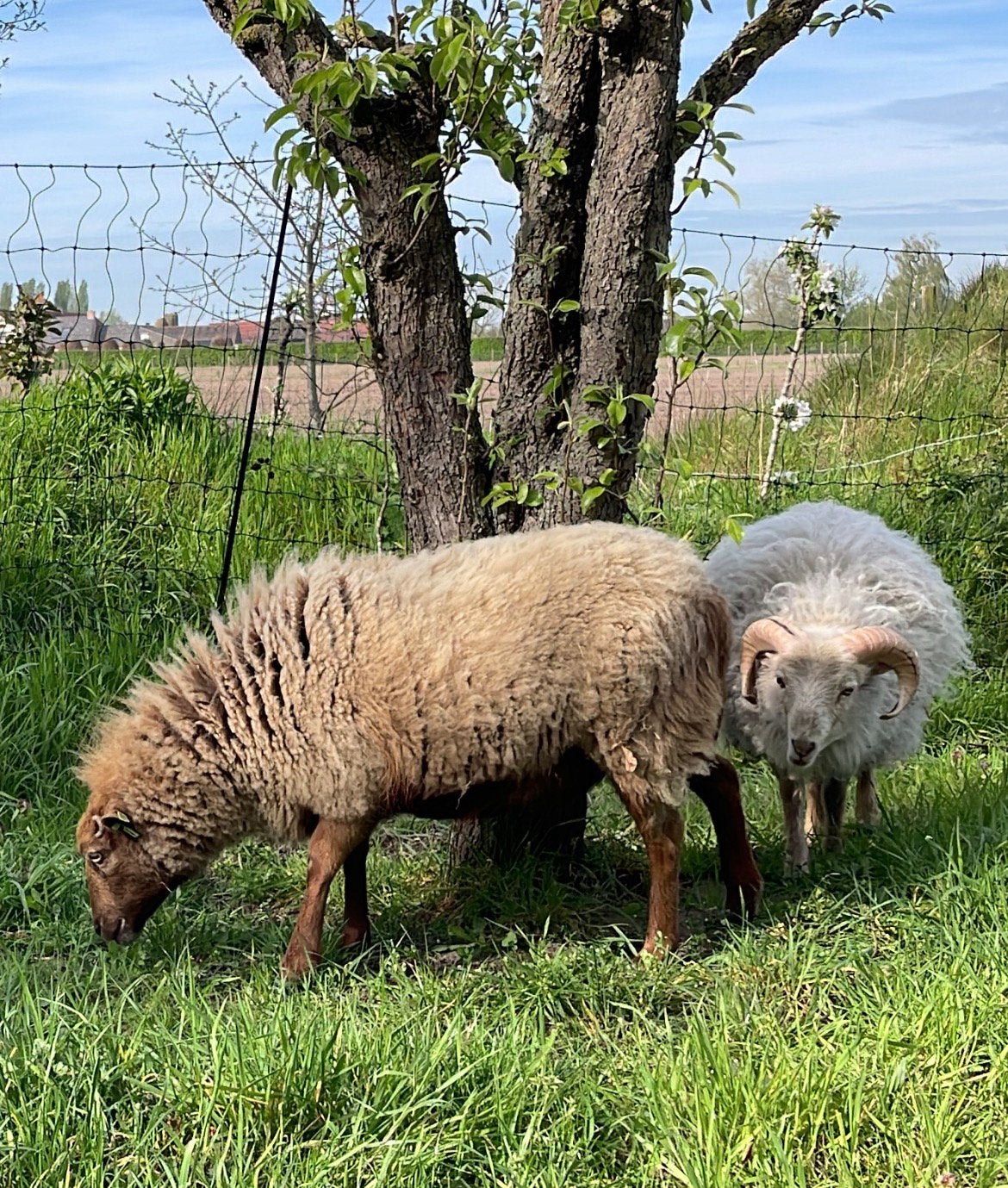 Kleine familie schaapjes te koop., Dieren en Toebehoren, Schapen, Geiten en Varkens