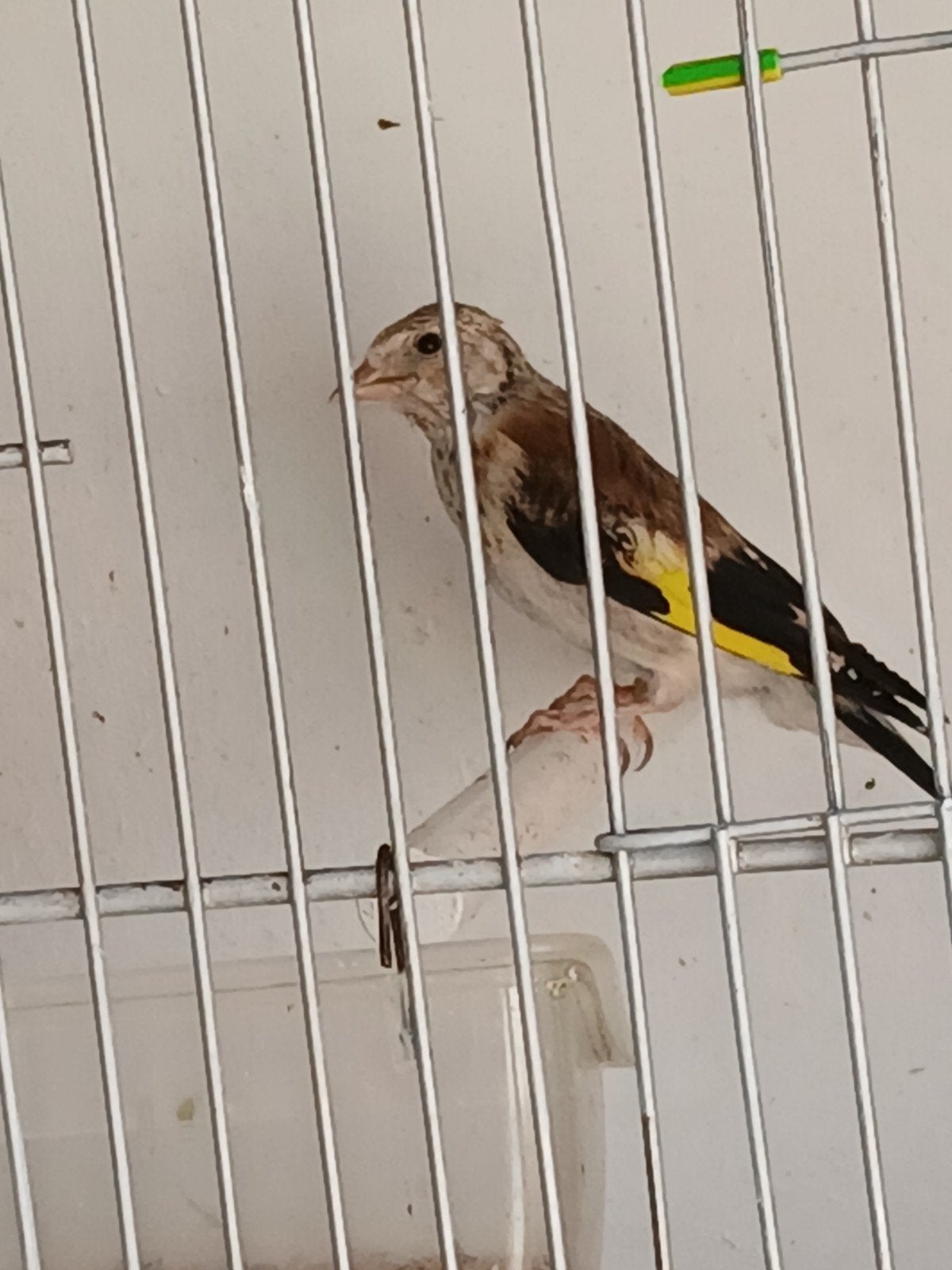 Jonge vogels van 2026, Meerdere dieren, Wildzangvogel, Geringd