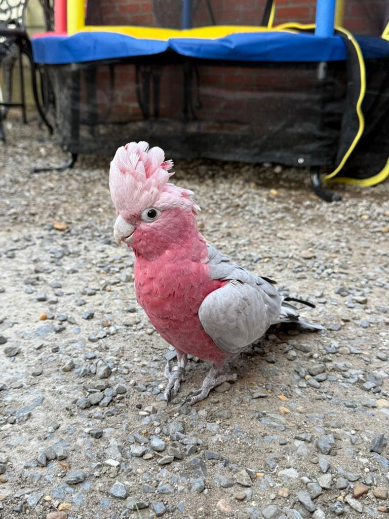 Rode kaketoe te koop, Dieren en Toebehoren, Mannelijk, Papegaai