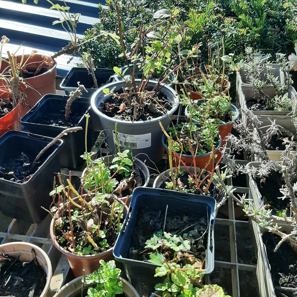 Munt, Tuin en Terras, Ophalen, Vaste plant, Kruiden