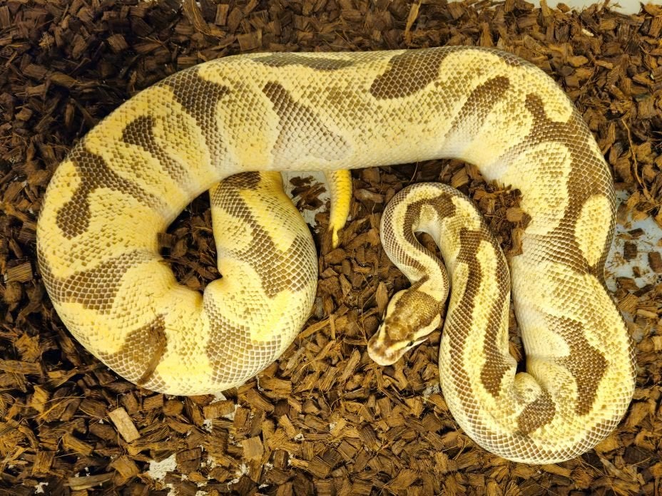 0.1(Super)Orange Dream Enchi het Desert Ghost Proven Breeder, Dieren en Toebehoren, Slang, 3 tot 6 jaar