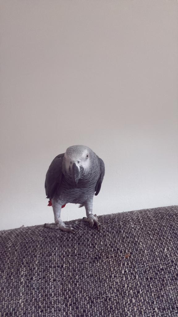 Gris du gabon 3 ans EAM, Animaux & Accessoires, Mâle