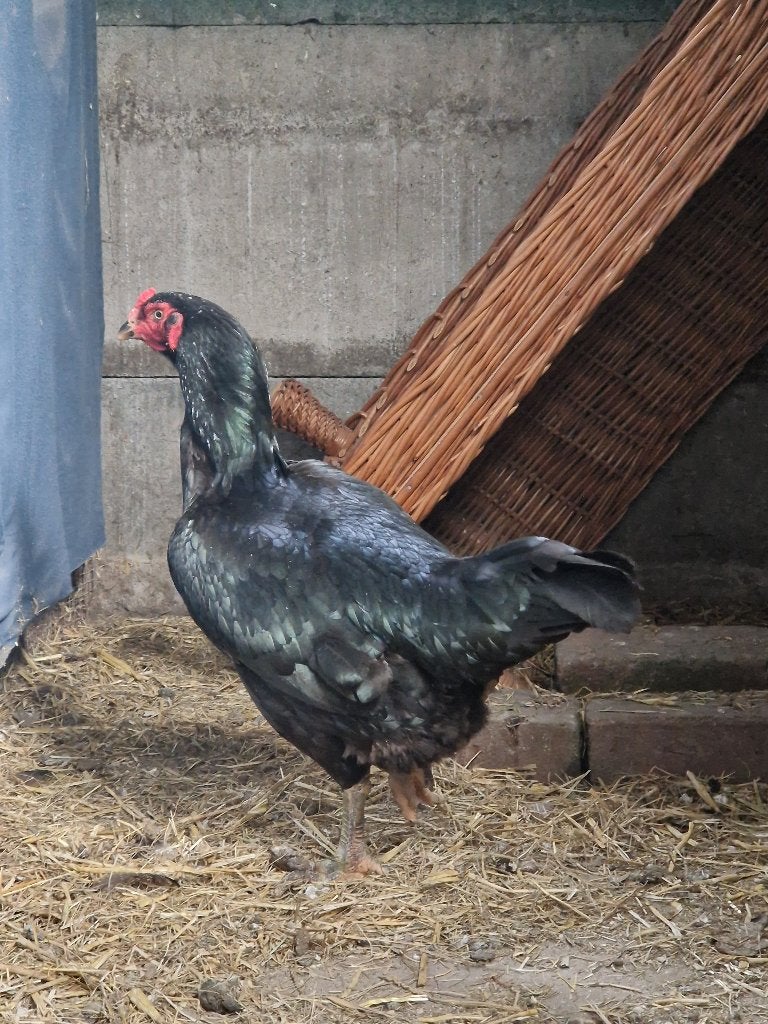Shamo aseel vechthoen kip, Femelle, Poule ou poulet