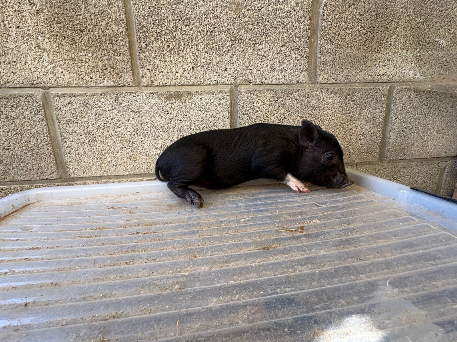 Vrais micros cochons de compagnie, Plusieurs animaux, Porcs, 0 à 2 ans