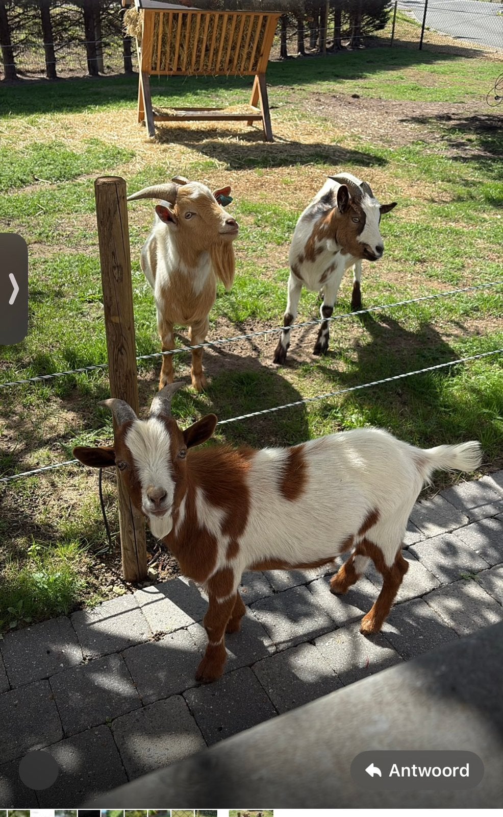 Te koop‼️, Dieren en Toebehoren