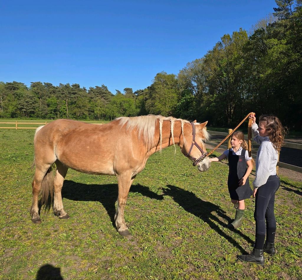Bomproef haflinger merrie, Dieren en Toebehoren, Met stamboom, M, 11 jaar of ouder, Recreatiepony