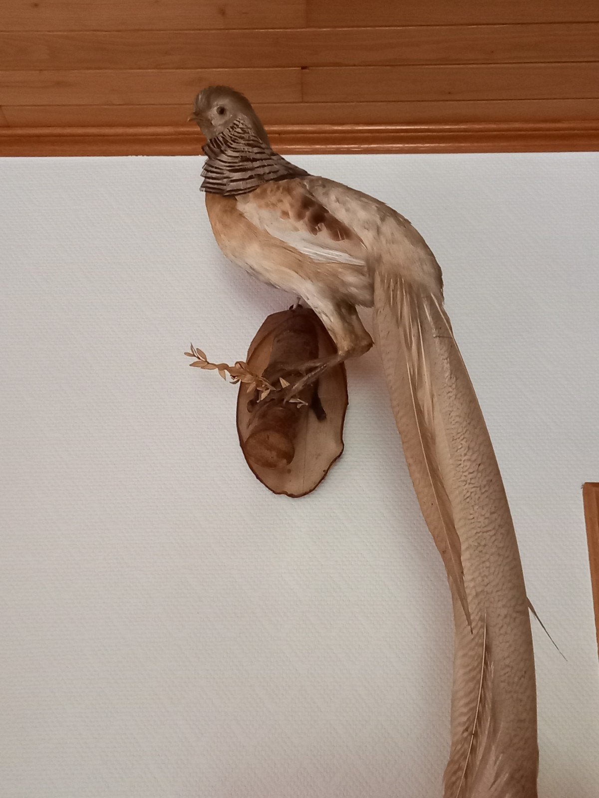 Mooie GOUDFAZANT in prima, Ophalen
