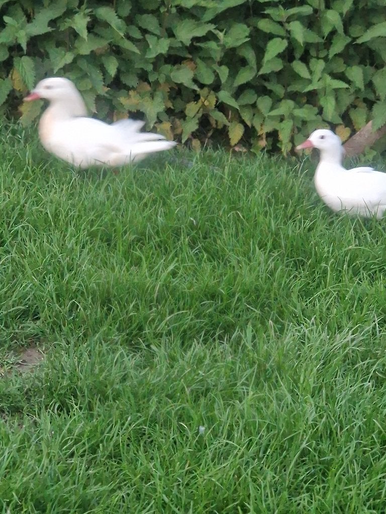 Witte mandarijn eenden, Dieren en Toebehoren, Eend