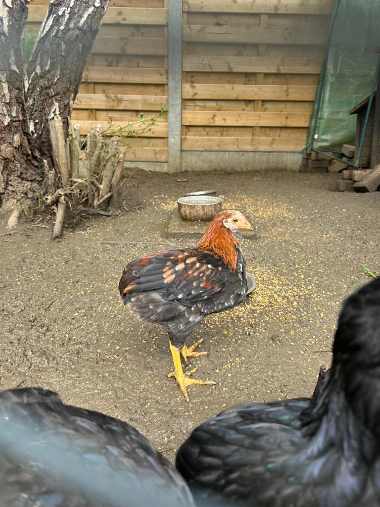 2 jonge araucana hanen, Mâle, Poule ou poulet