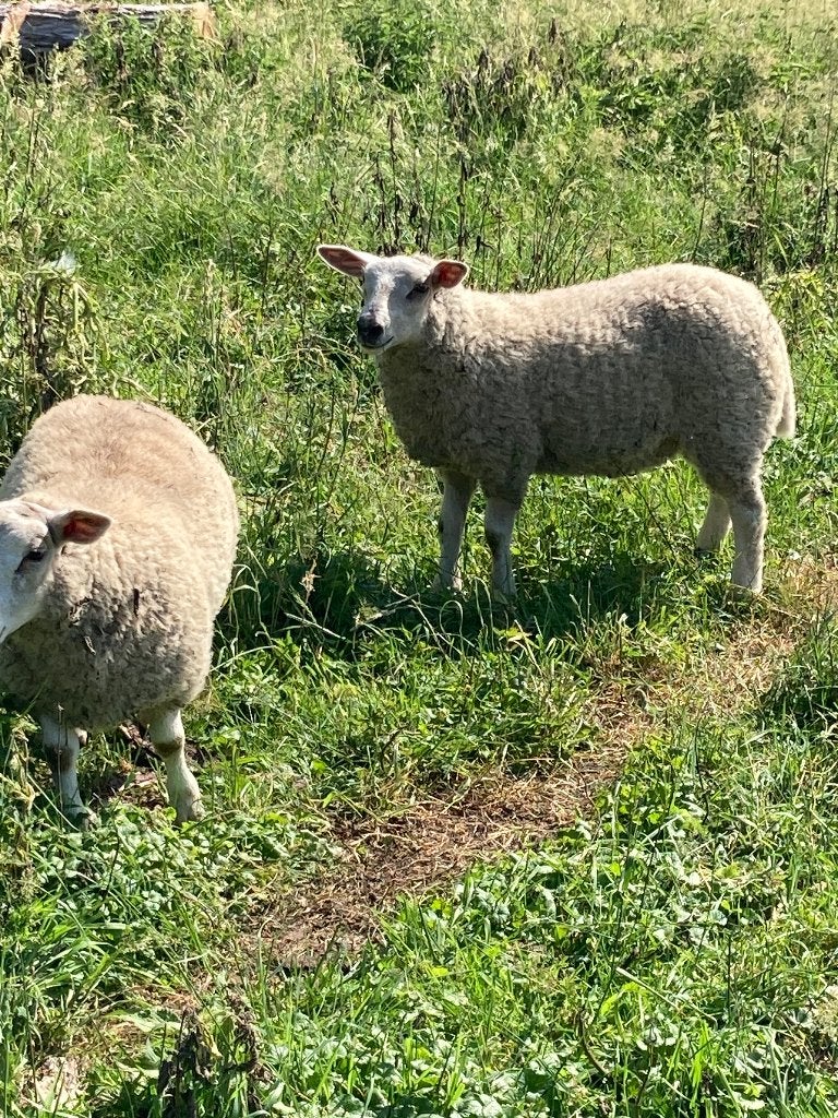 Schapen, Dieren en Toebehoren, Meerdere dieren, Schaap, 0 tot 2 jaar