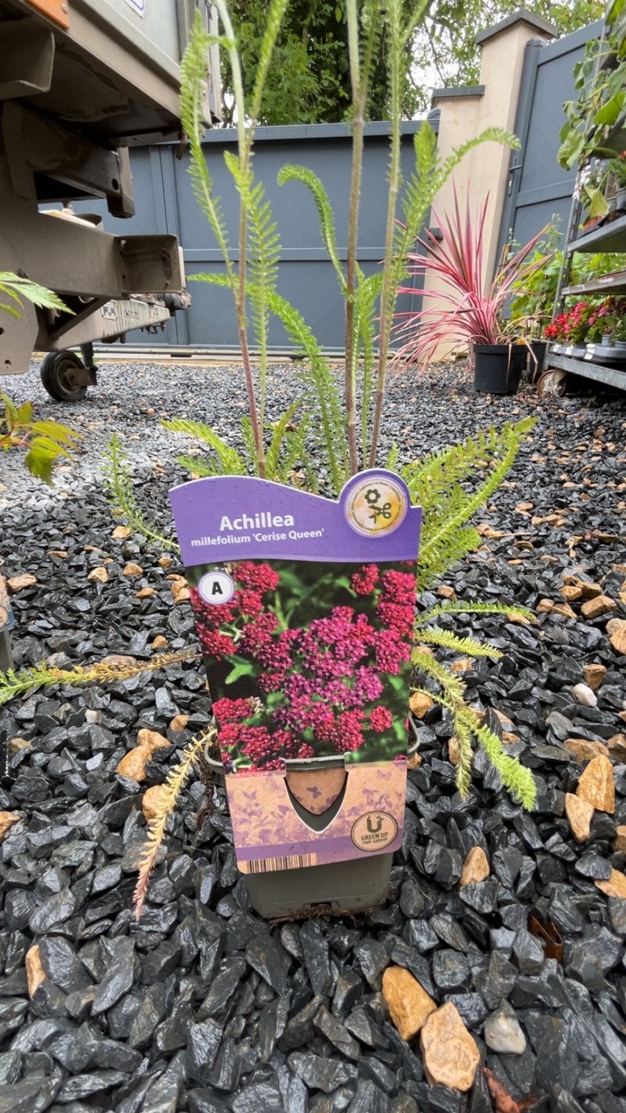Achillea ‘Cerise Queen’ – Vivace robuste et éclatante, Enlèvement ou Envoi, Été