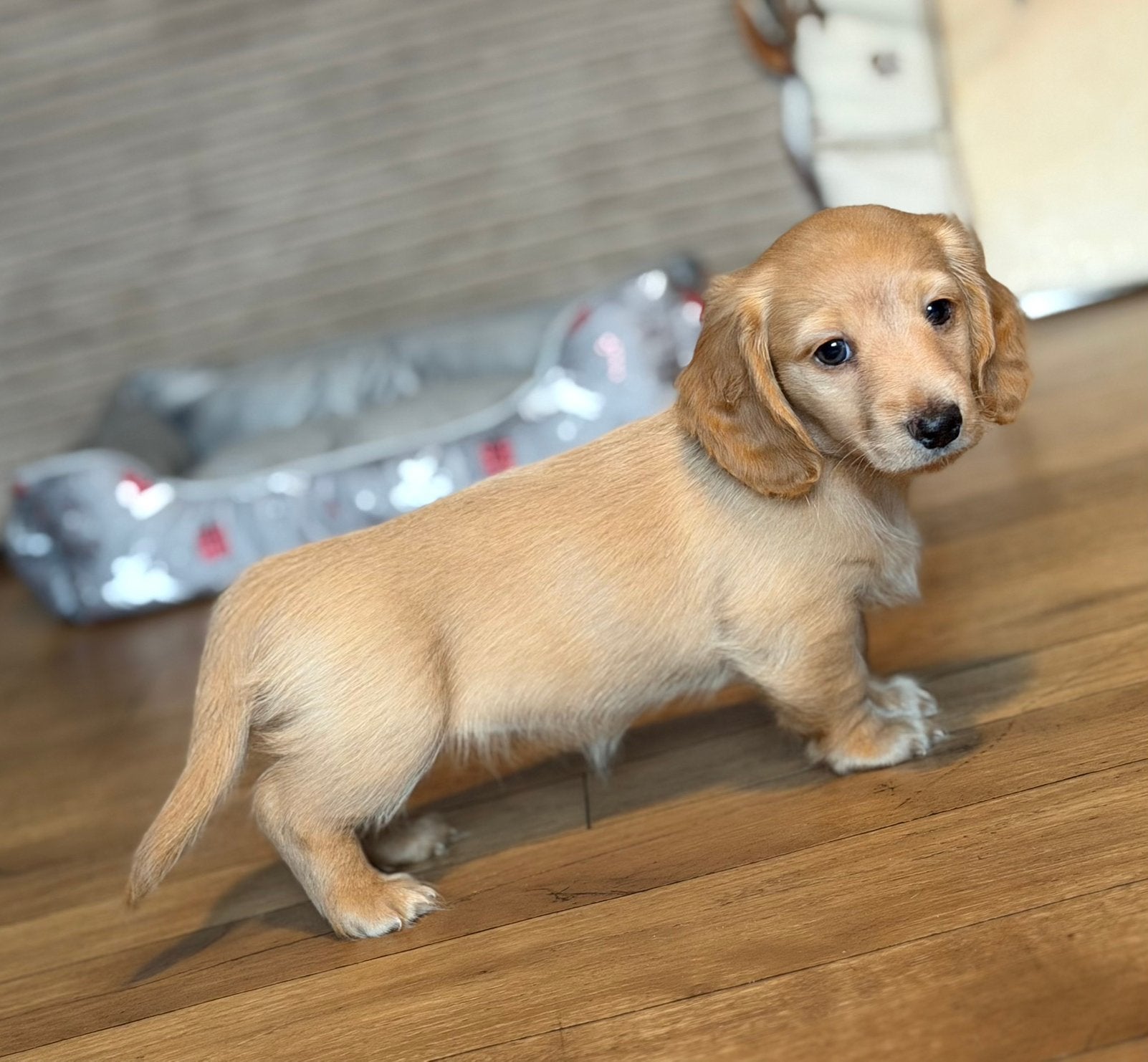Teckels blonds aux cheveux longs, merle et noir et beige, Animaux & Accessoires, Maladie de Carré (chiens), Belgique, Poils longs