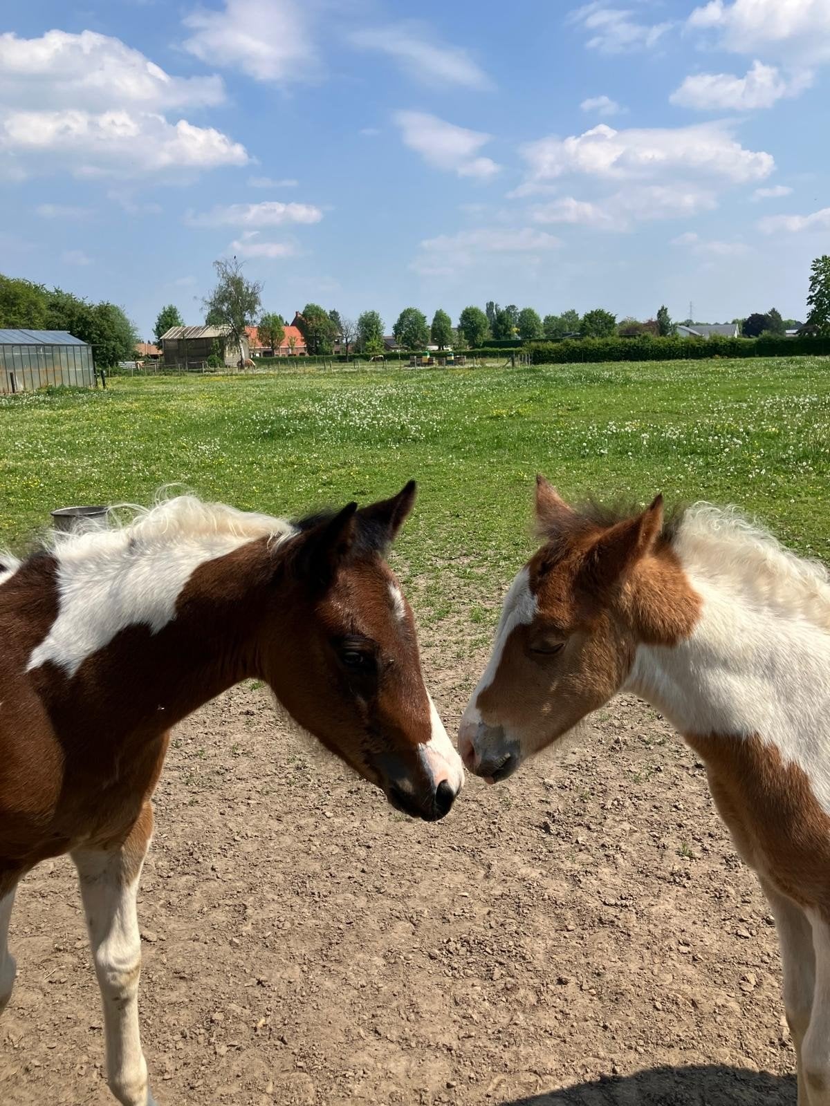 2 veulens, Merrie, Z