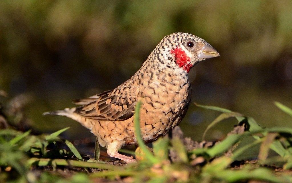 jonge wildkleur bandvinken 2026, Meerdere dieren, Tropenvogel, Geringd