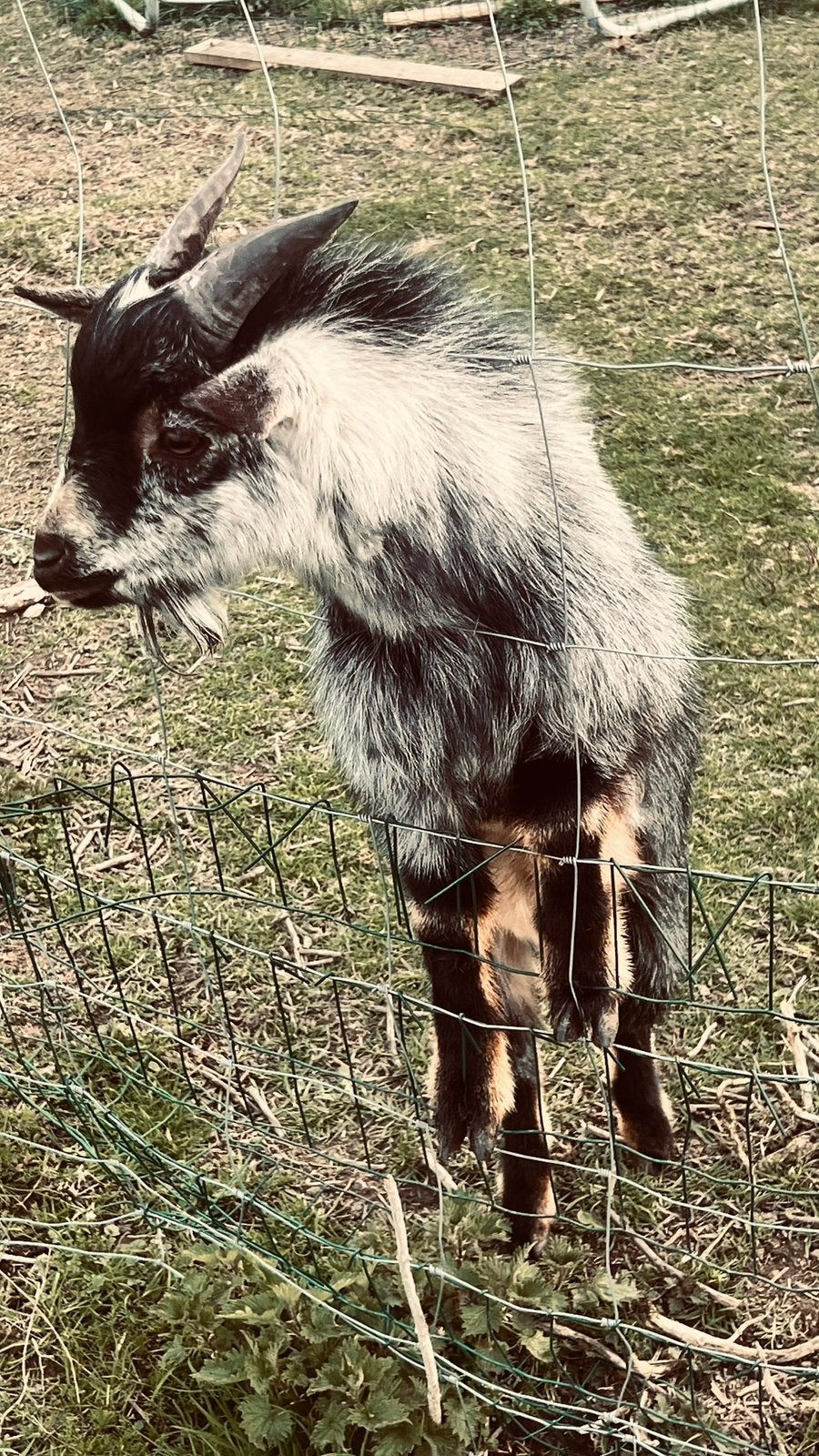 geitje, Animaux & Accessoires, Moutons, Chèvres & Cochons, Mâle, Chèvre, 0 à 2 ans