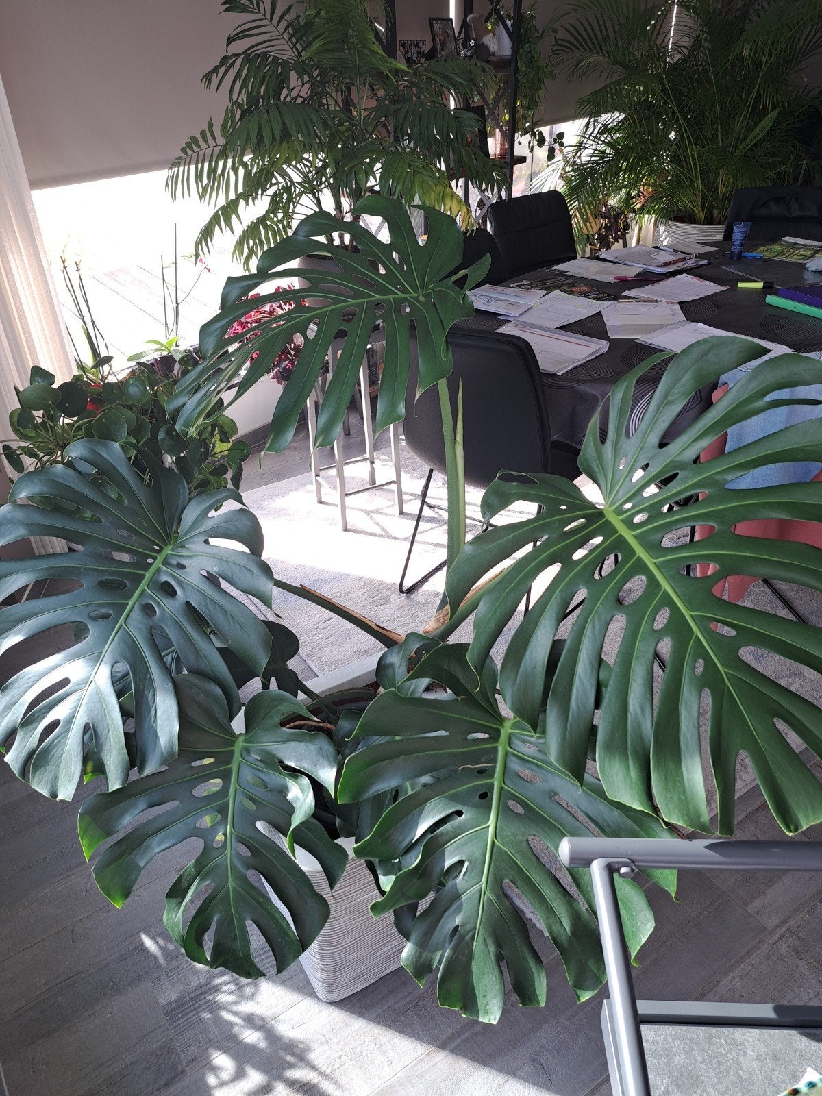 Philodendron 1,3m hoog 1,2m breed, Huis en Inrichting, Ophalen, 100 tot 150 cm, Overige soorten, Halfschaduw