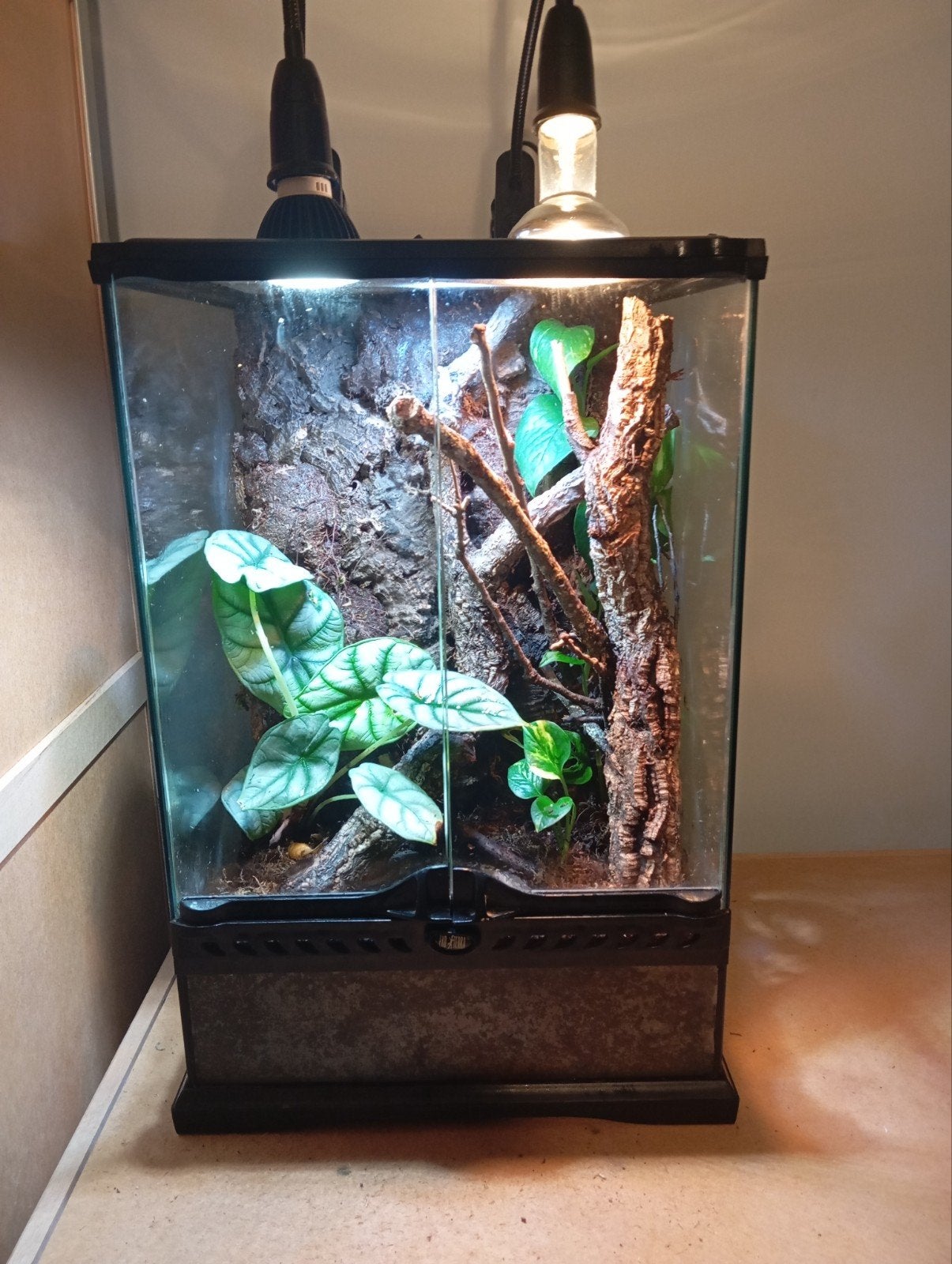 compleet terrarium +2 rouwgekko's, Enlèvement