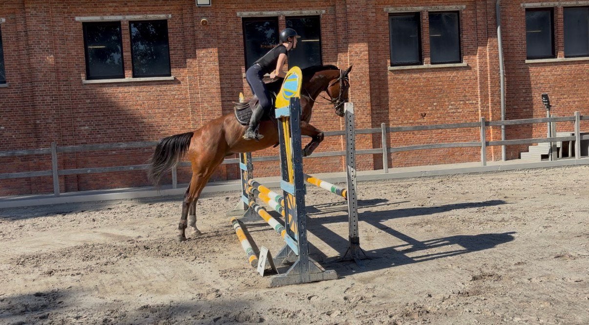 Crusher – veelzijdig paard met raceverleden, Animaux & Accessoires, Avec puce électronique, Hongre, Débourré, 7 à 10 ans
