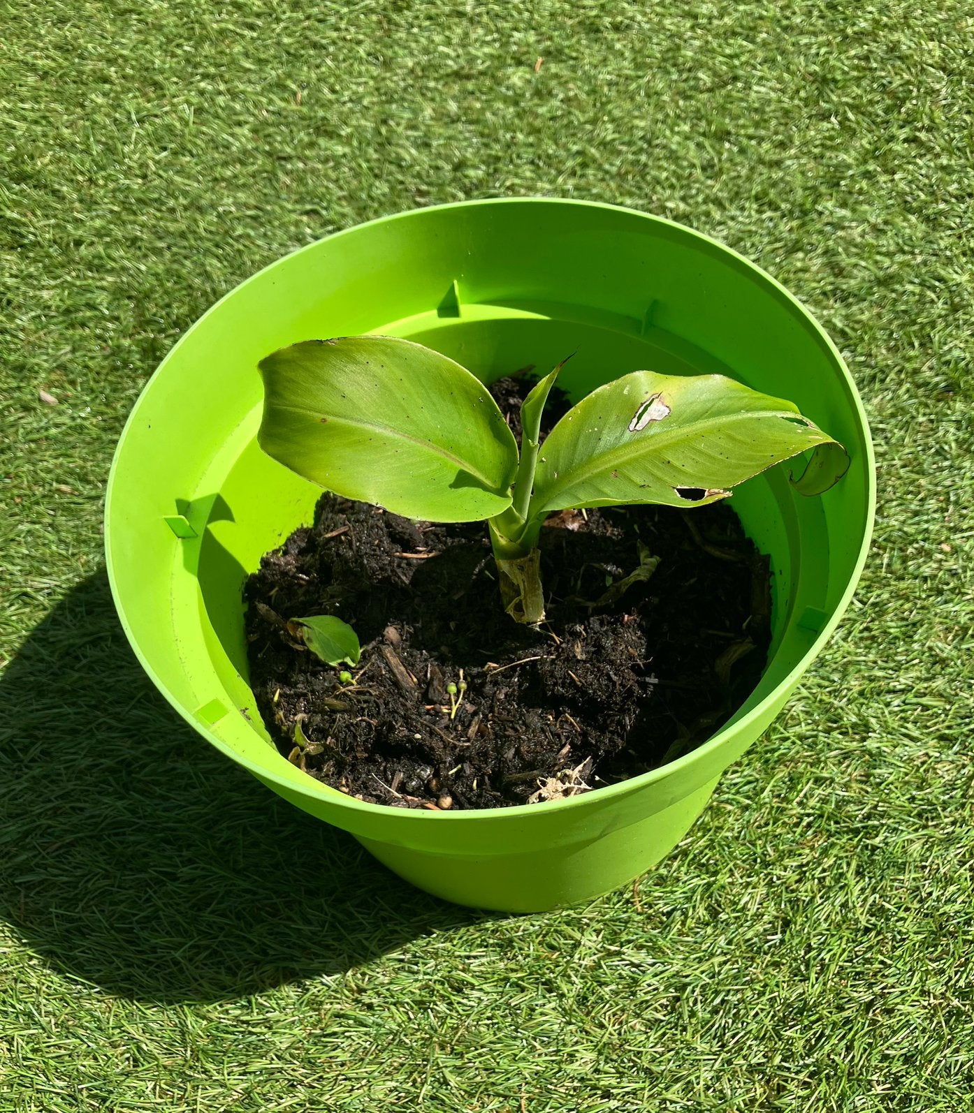 Bananenplant musa basjoo winterhard prijzen onderaan, Tuin en Terras, Planten | Tuinplanten, Ophalen