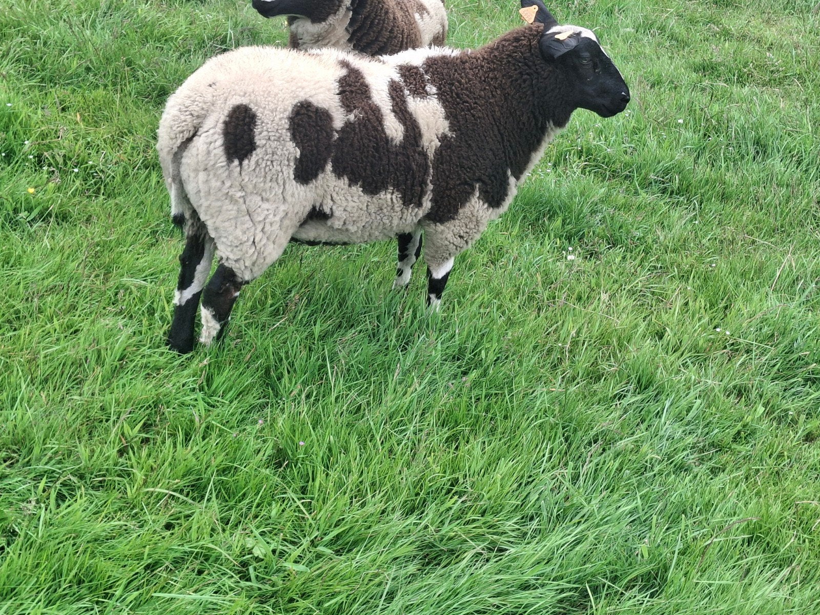 Baggerbonte bok, Animaux & Accessoires, Moutons, Chèvres & Cochons, Mâle, Mouton, 0 à 2 ans