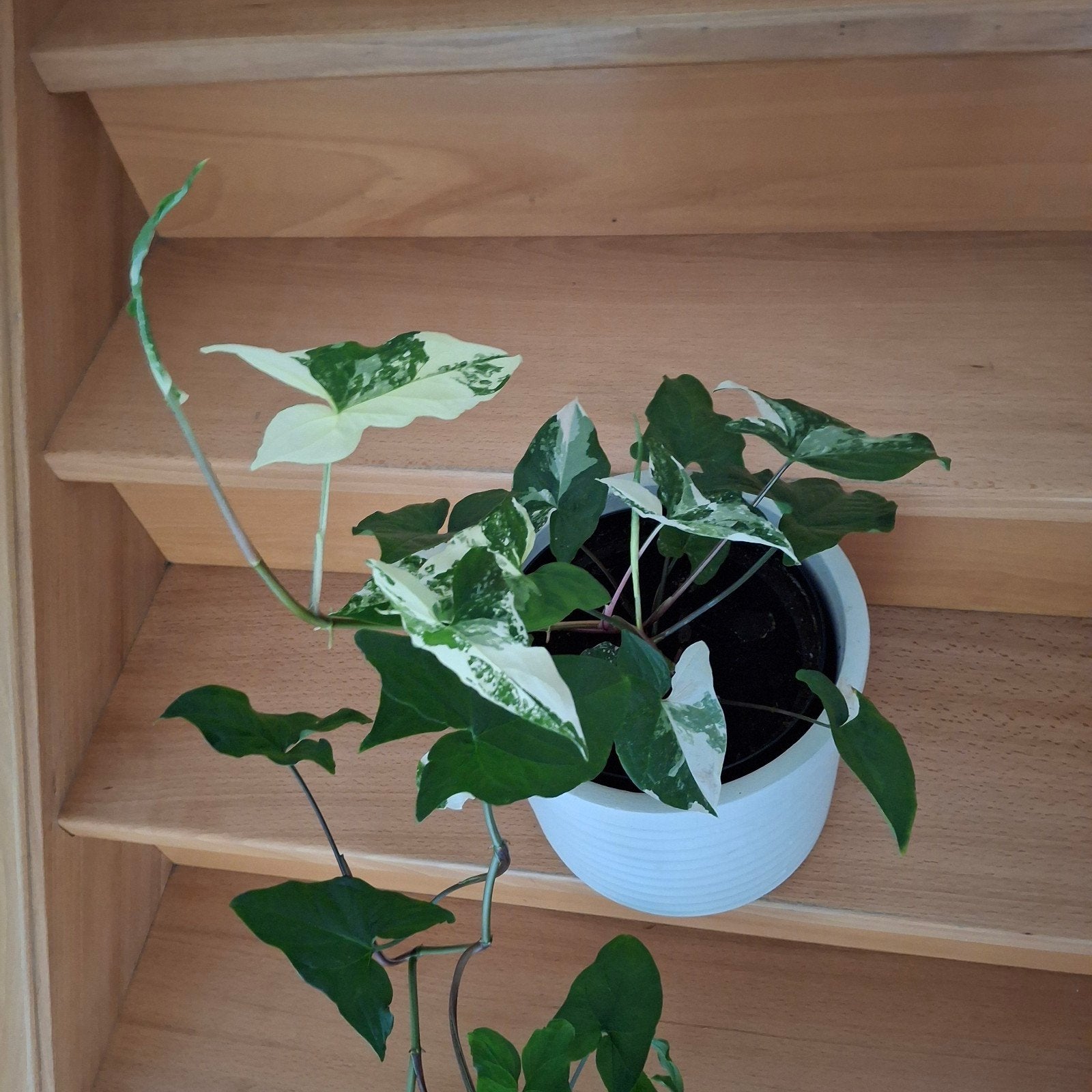 Syngonium Albo Variegated, Ophalen