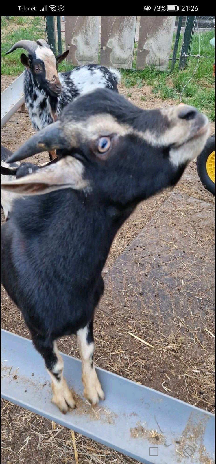 1 black and tan bok met blauwe ogen, Dieren en Toebehoren, Mannelijk, Geit, 0 tot 2 jaar