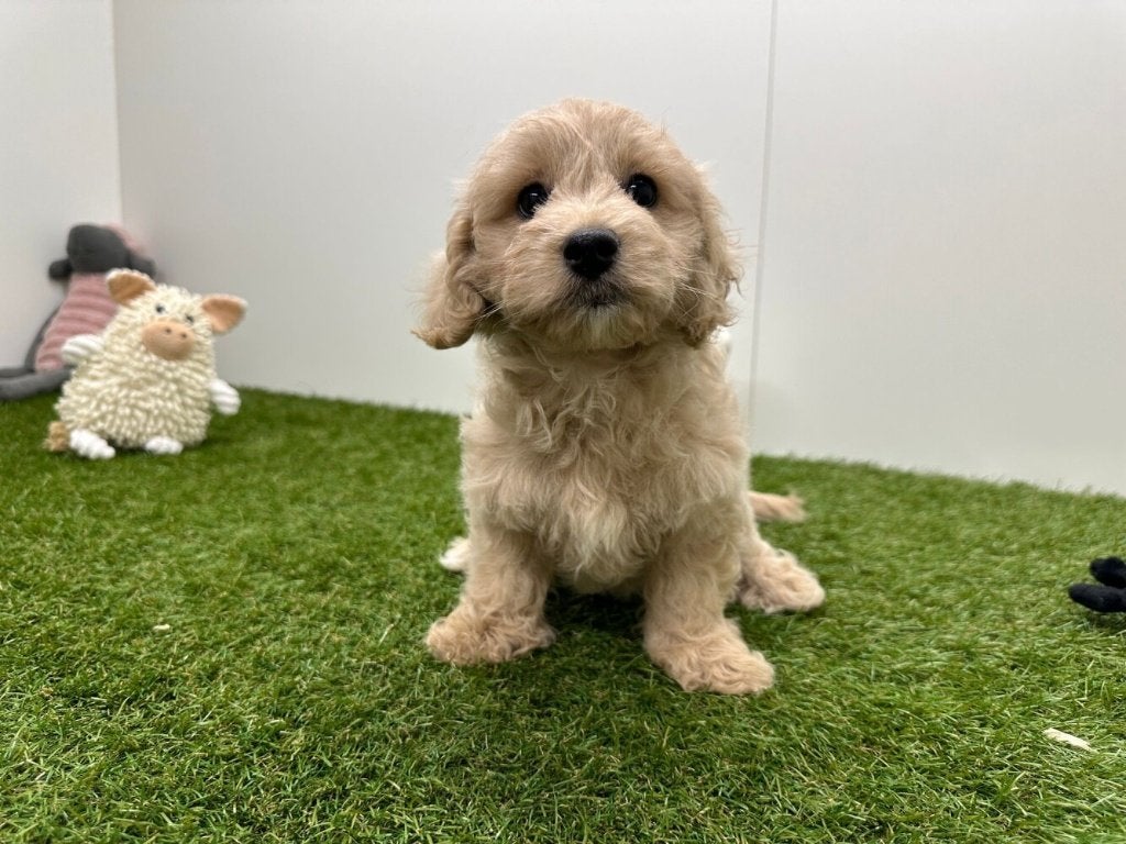 Maltipoo pups, België, 8 tot 15 weken, CDV (hondenziekte), Meerdere