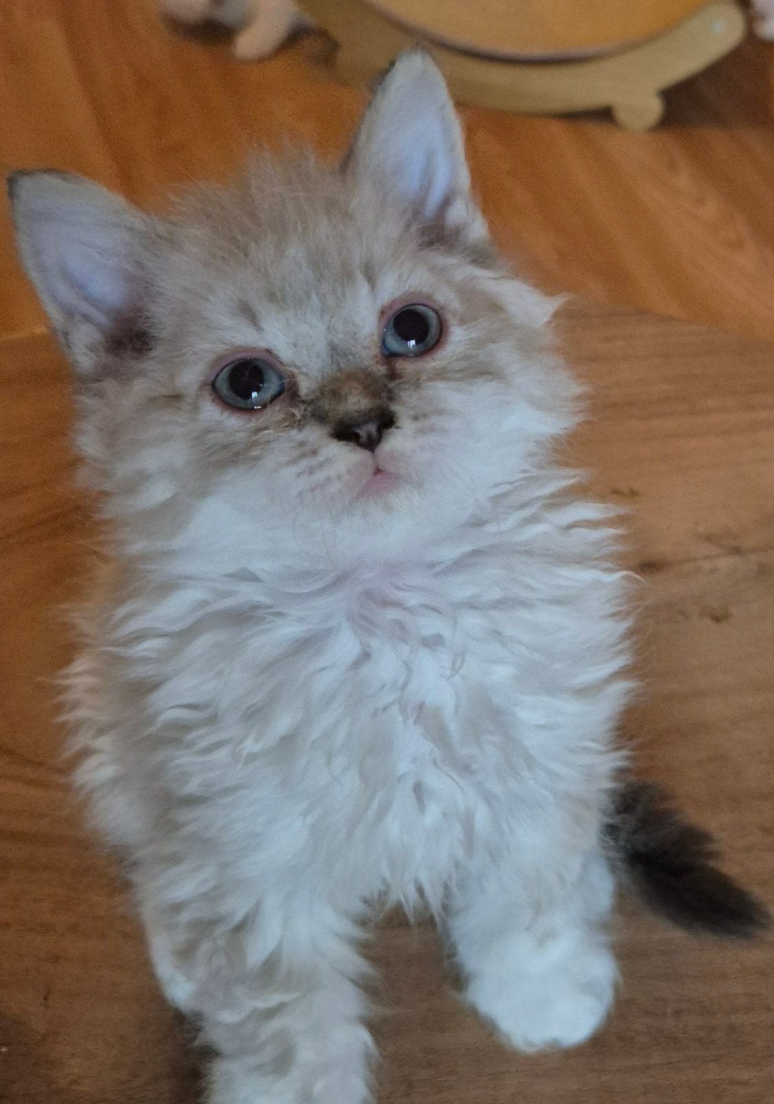 Selkirk Rex, Animaux & Accessoires, Chats & Chatons | Chats de race | Poil long, Plusieurs animaux, 0 à 2 ans, Avec pedigree, Avec puce électronique