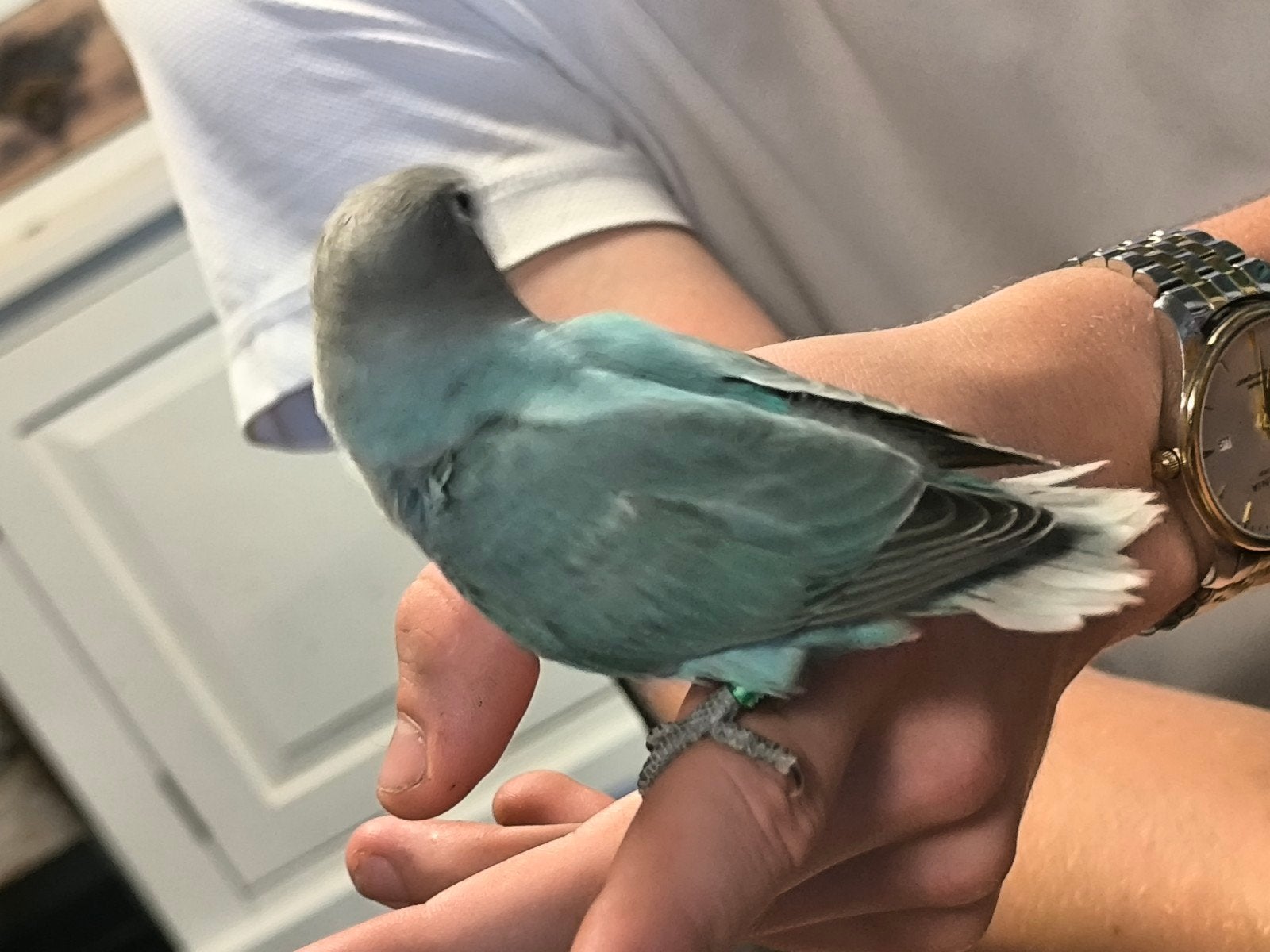 Handopfok handtamme dwergpapegaai, Dieren en Toebehoren