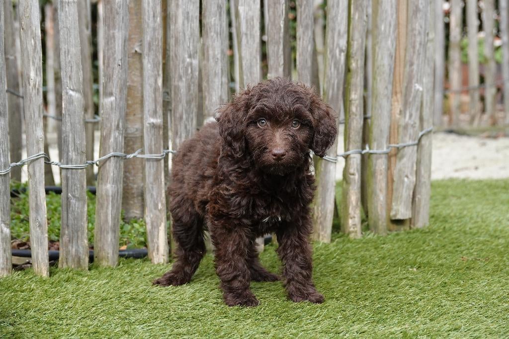Prachtige Medium choco Labradoodle pups, geteste ouders, Dieren en Toebehoren, Parvo, België, Overige rassen, 8 tot 15 weken