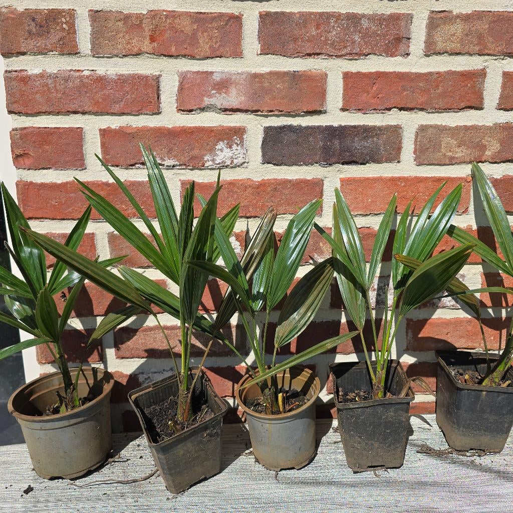 Palmboompjes Trachycarpus Nainital x Fortunei, Tuin en Terras, Planten | Tuinplanten, Volle zon, Vaste plant, Lente, Ophalen
