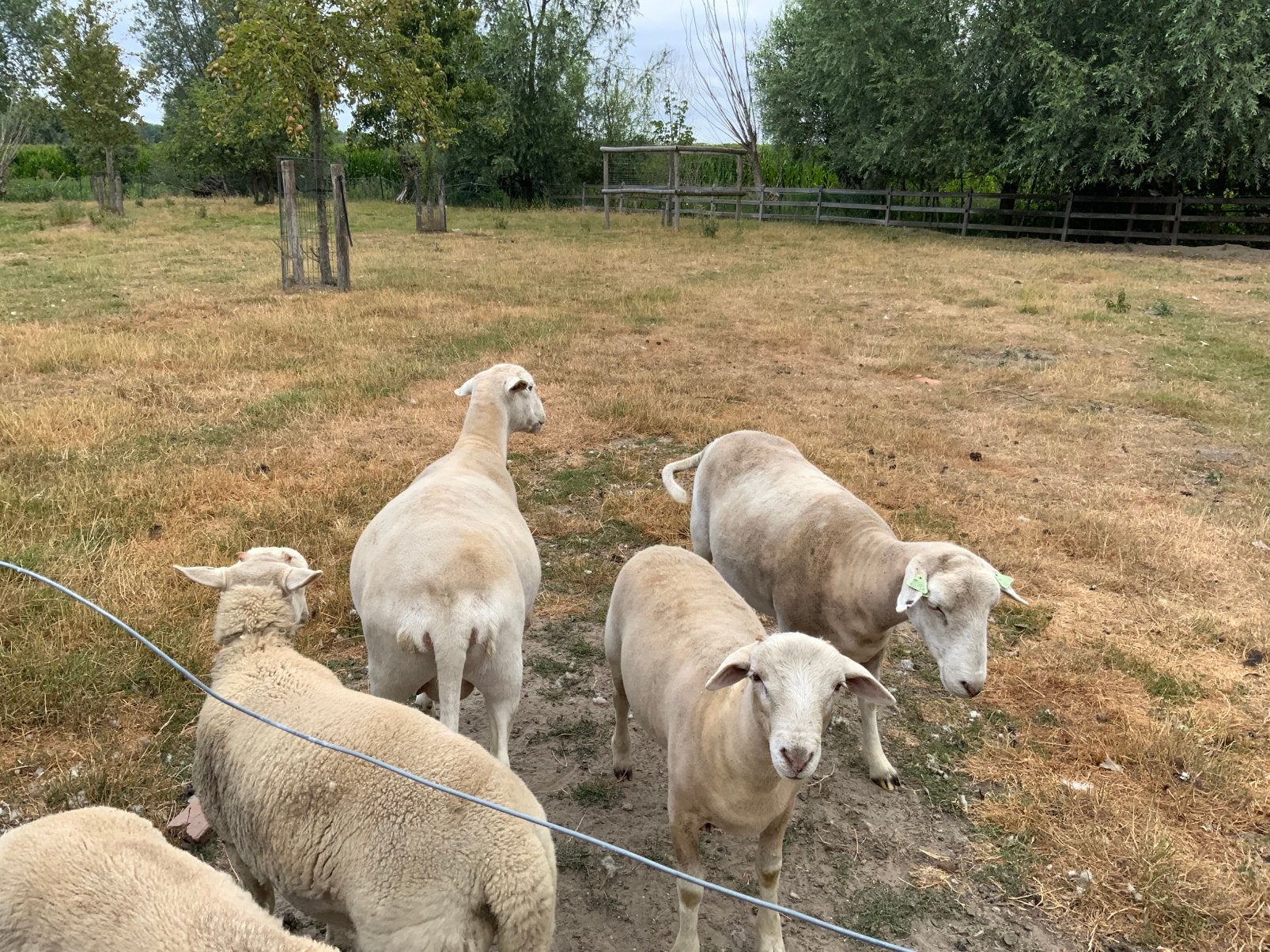 Agneau à bélier Nolana/5 mois/Le mouton du futur, Animaux & Accessoires, Moutons, Chèvres & Cochons, Mâle, Mouton, 0 à 2 ans