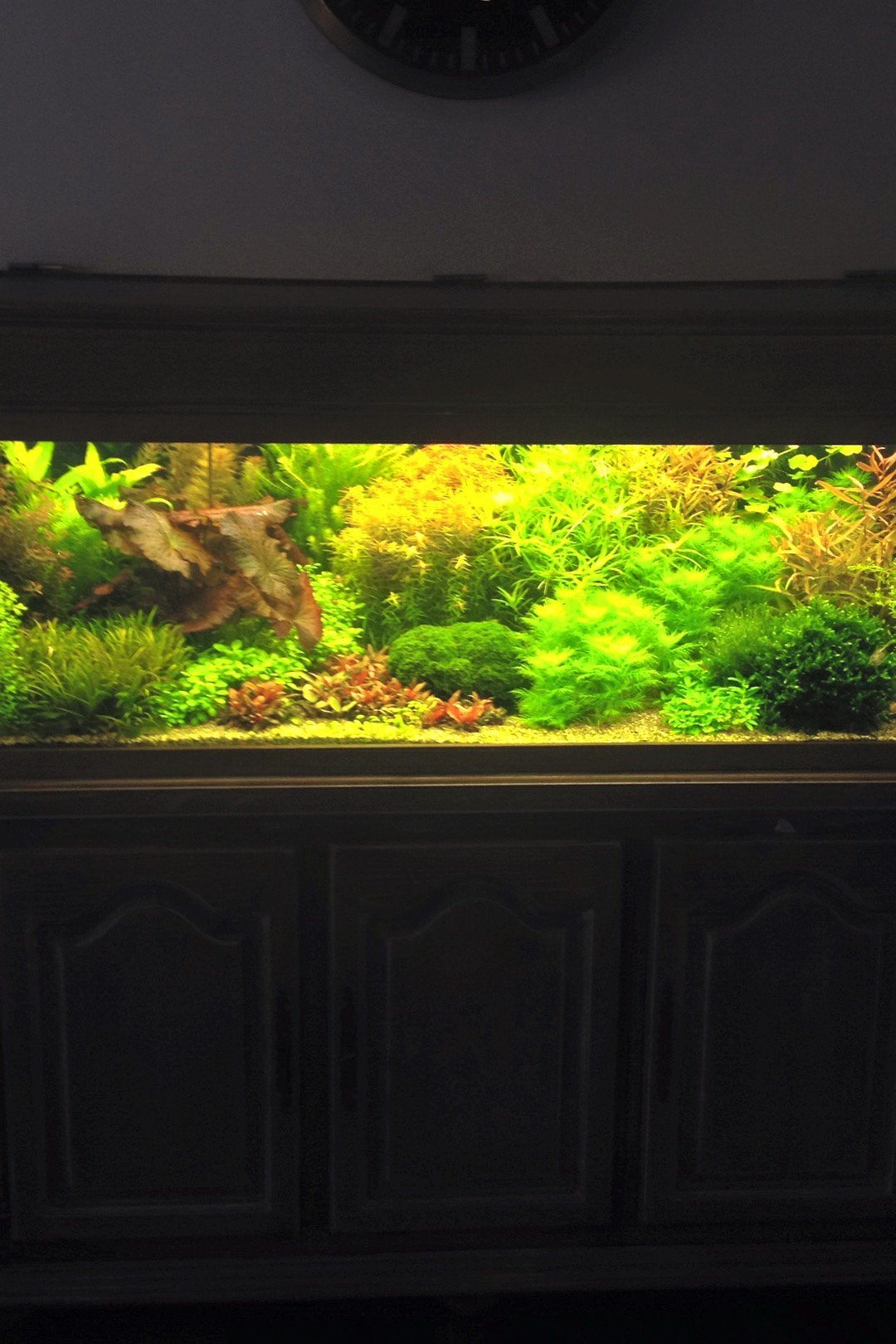 Emmer vol aquariumplanten, Ophalen, Zo goed als nieuw